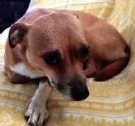 An adult small-sized female Chihuahua dog named Nala for adoption in Madison, NJ
