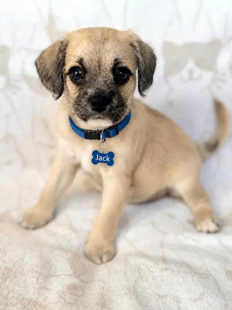 A baby small-sized male Apricot / Beige Pug dog named Jack for adoption in Corona Del Mar, CA