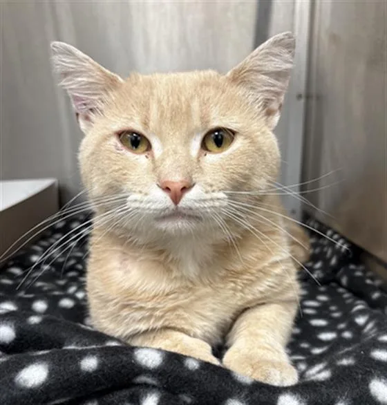 A young small-sized male Domestic Short Hair cat named Kramer for adoption in Indianapolis, IN