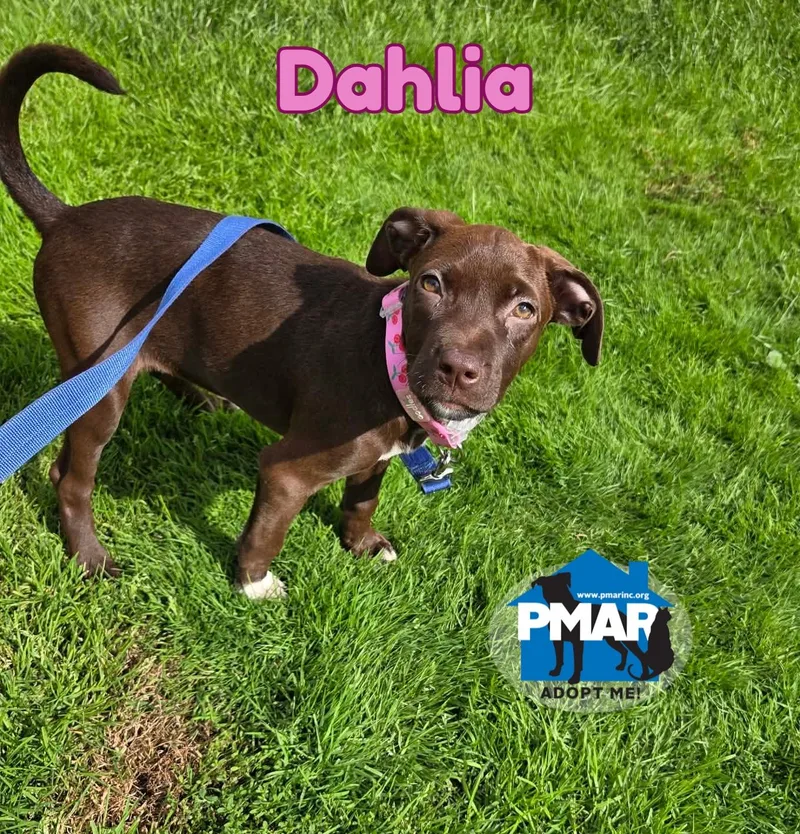 Dahlia