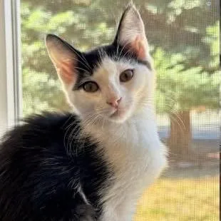 A baby small-sized female White Domestic Short Hair cat named Summer for adoption in Orangevale, CA