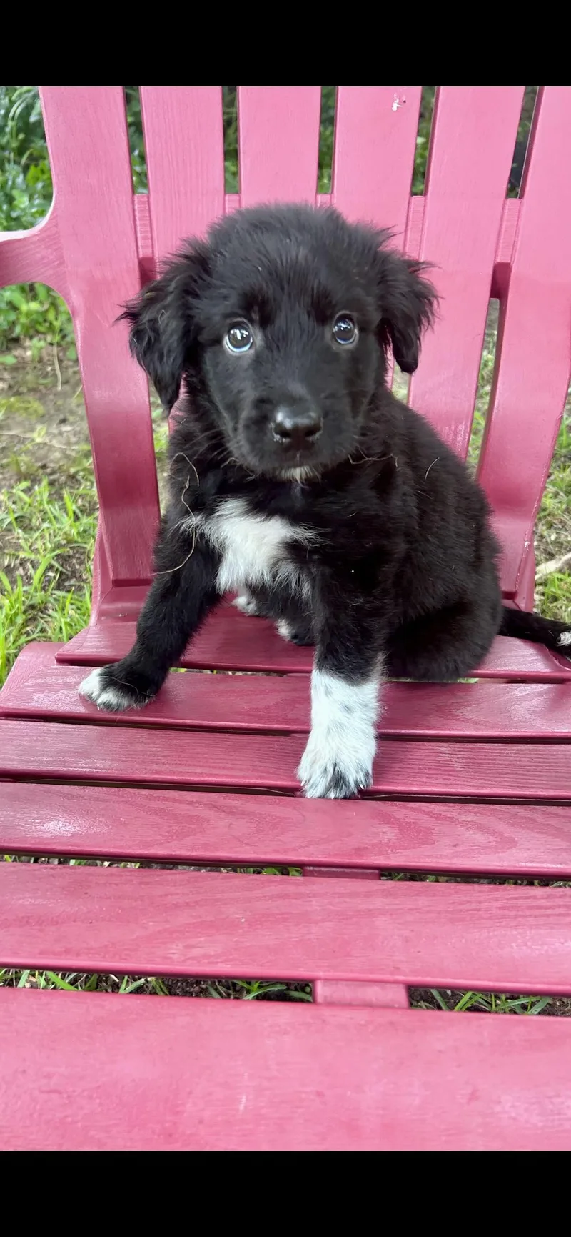 A baby medium-sized male White / Cream Border Collie dog named Boomer for adoption in Pleasant Valley, NY