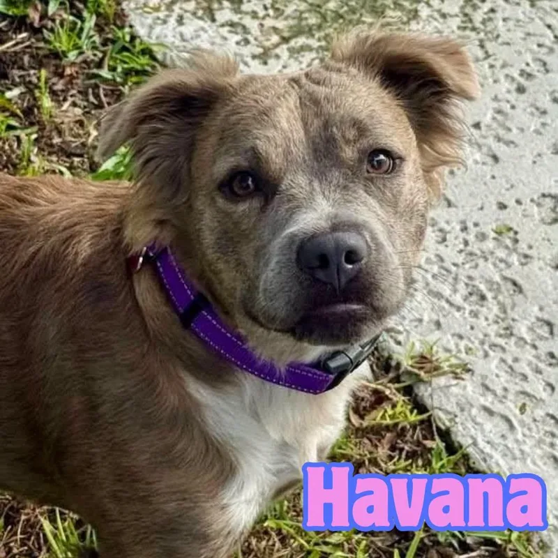 Havana PERFECT PUP