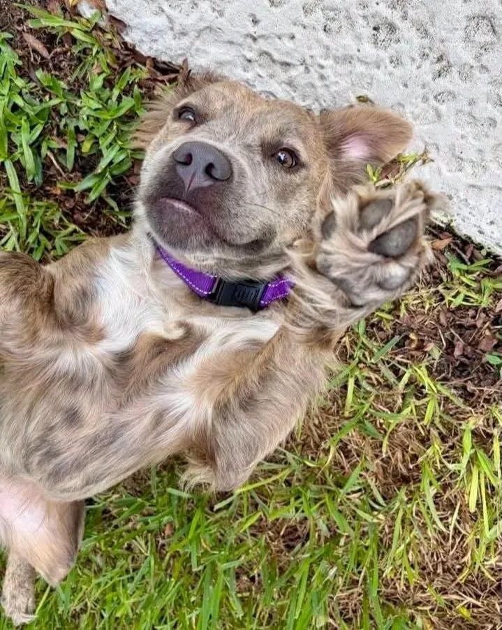 Havana PERFECT PUP thumbnail 2