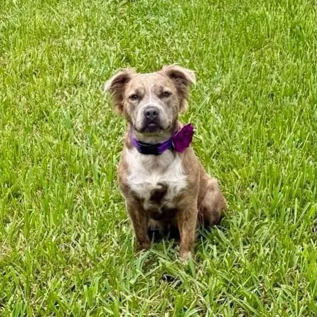 Havana PERFECT PUP thumbnail 4