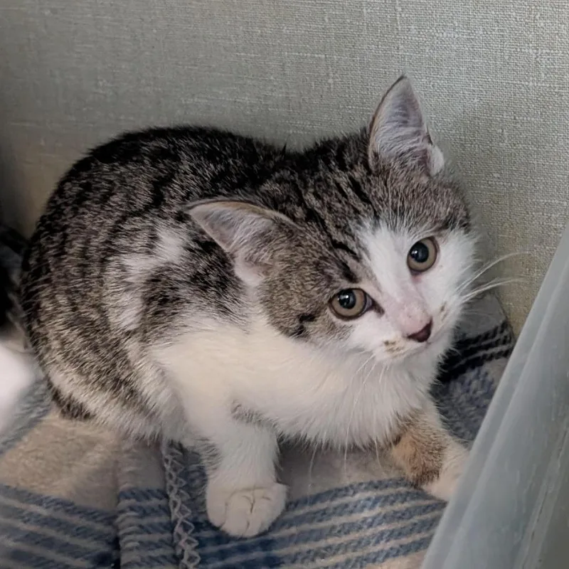 A baby small-sized female White Domestic Short Hair cat named Kimora for adoption in Monroe, MI