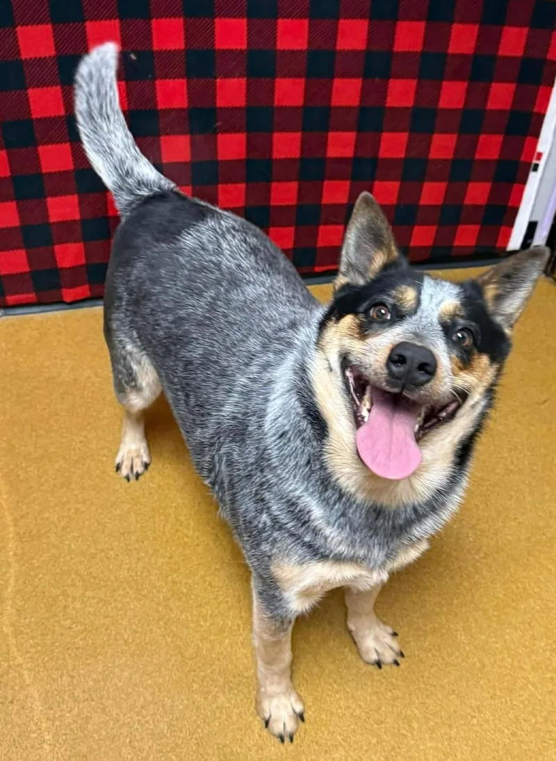 Mama Cass thumbnail 3