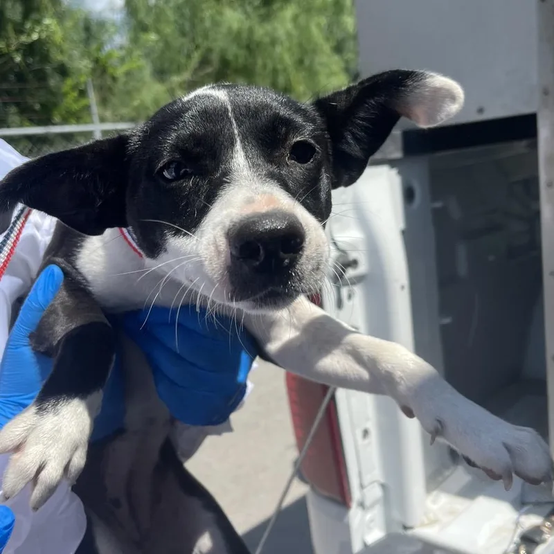 A young medium-sized female Black Shepherd dog named Nova for adoption in Edinburg, TX