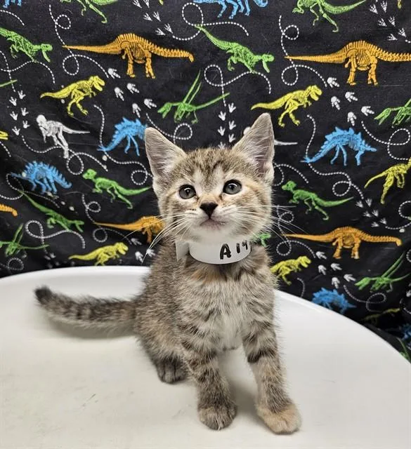 A baby small-sized female Domestic Short Hair cat named Star for adoption in Riverside, CA