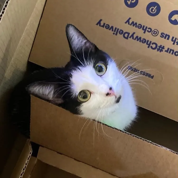 An adult medium-sized female Black & White / Tuxedo Domestic Short Hair cat named Bonnie for adoption in Morgan Hill, CA