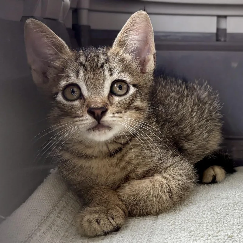 A baby small-sized male Domestic Short Hair cat named Kona Boy for adoption in Sarasota, FL