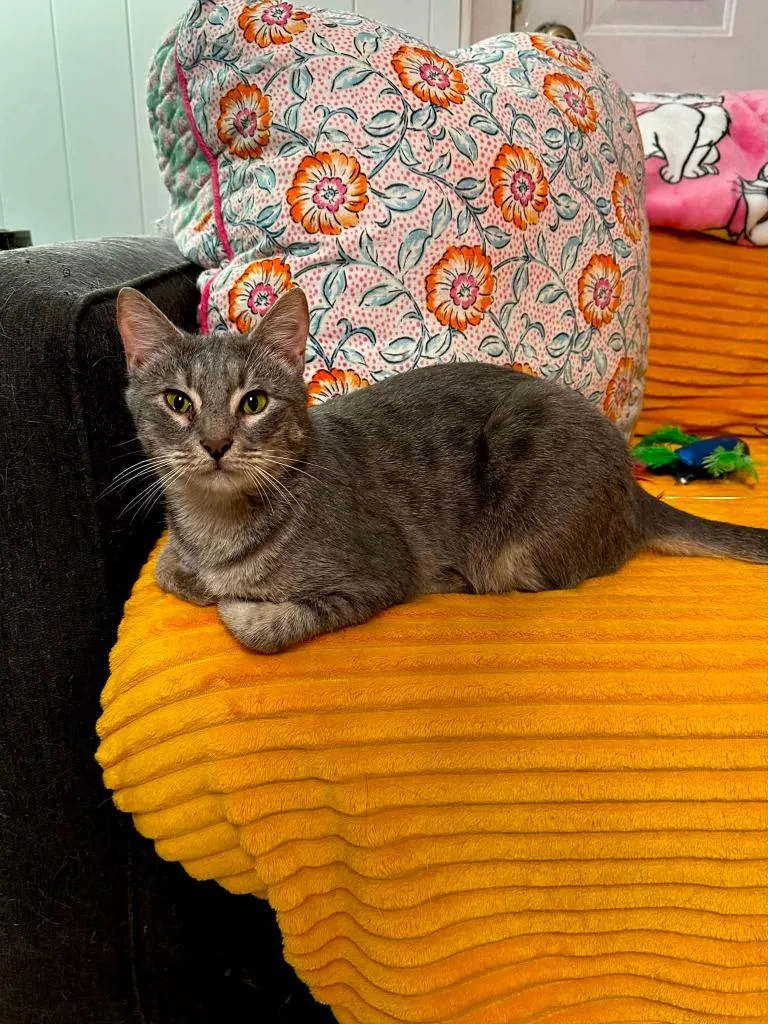 An adult medium-sized female Domestic Short Hair cat named Sally for adoption in Hoover , AL