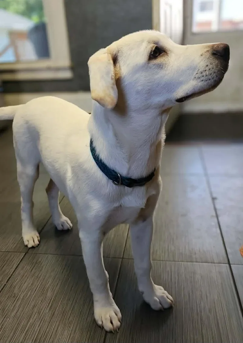 A baby large-sized male Apricot / Beige Yellow Labrador Retriever dog named Alfie for adoption in Clinton, WI