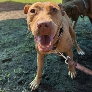 An adult medium-sized female Red / Chestnut / Orange Mixed Breed dog named Apple Crumble for adoption in Fernandina Beach, FL
