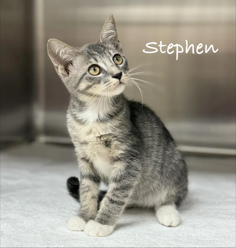 A baby medium-sized male Tabby (Gray / Blue / Silver) Domestic Short Hair cat named Stephen for adoption in Pawleys Island, SC