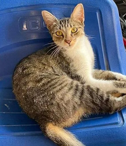 An adult medium-sized female Domestic Short Hair cat named Cher  PSP for adoption in Oakland Park, FL