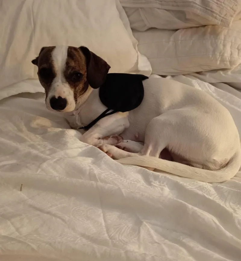 Jackie Pupperton