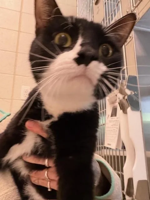 A young large-sized male Domestic Short Hair cat named Stella for adoption in Brighton, CO