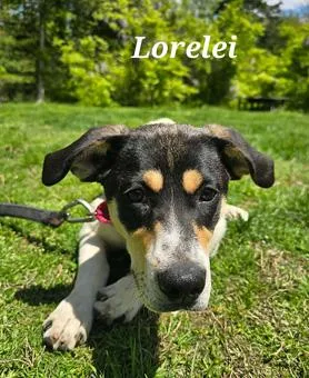 A baby medium-sized female Tricolor (Brown, Black, & White) Hound dog named Lorelei for adoption in New York, NY