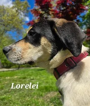 Lorelei thumbnail 2