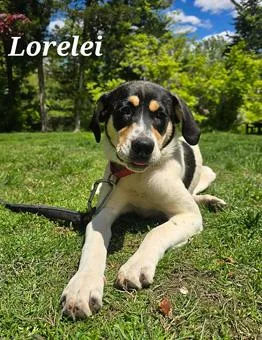 Lorelei thumbnail 3