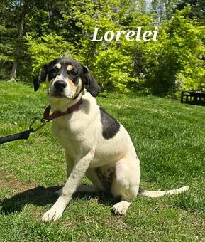 Lorelei thumbnail 5
