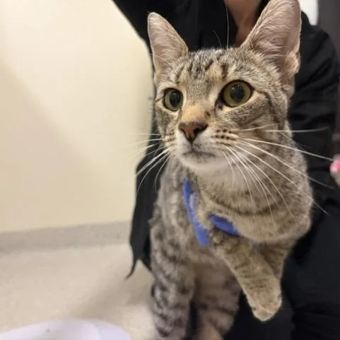 A young medium-sized female Domestic Long Hair cat named Libra for adoption in Novelty, OH