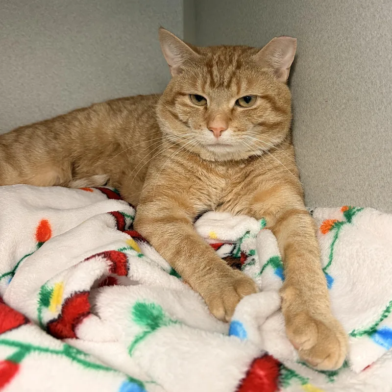 An adult medium-sized male Tabby (Orange / Red) Domestic Short Hair cat named Pooh Bear for adoption in Pottsville, PA