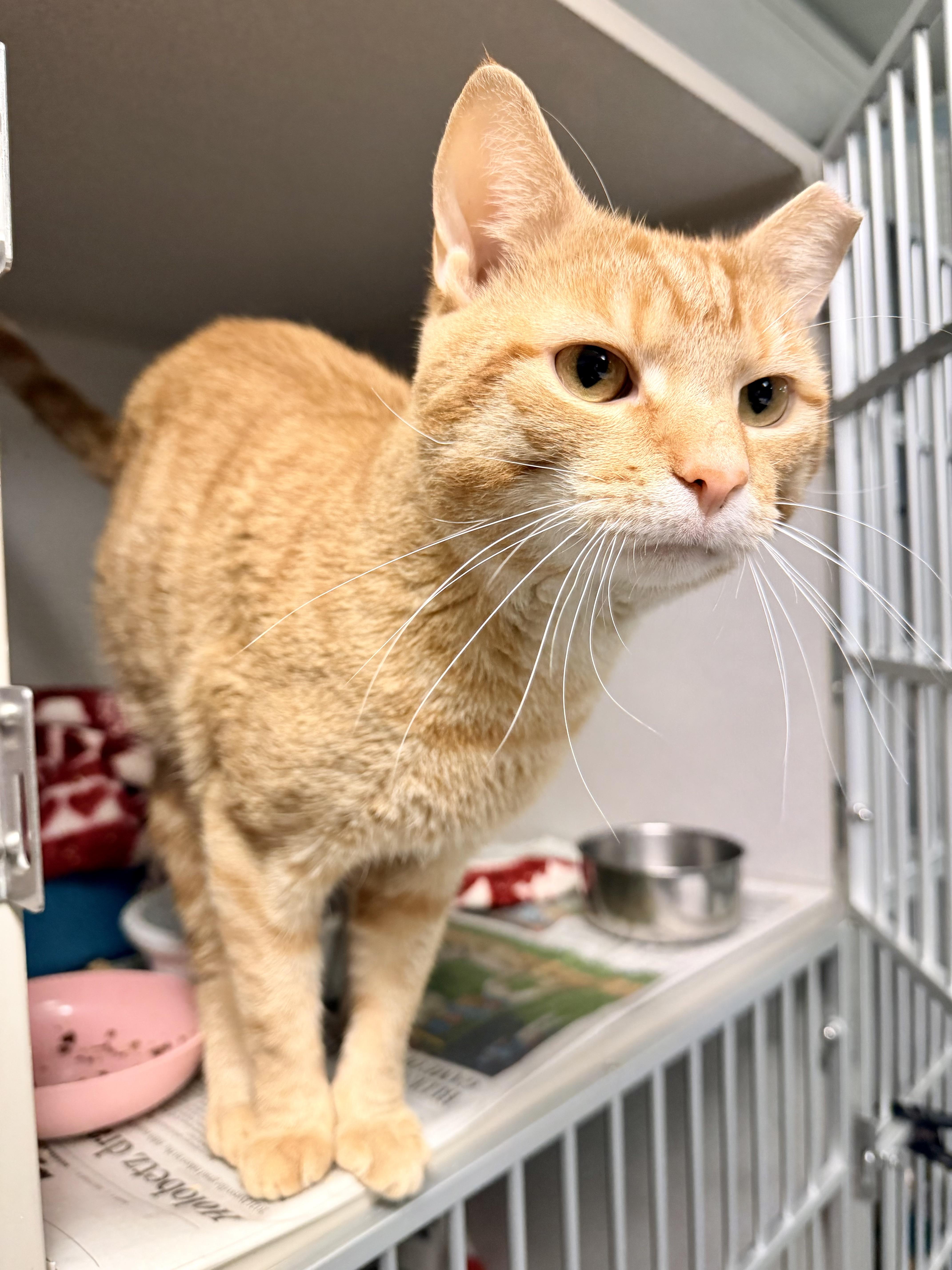 Pooh Bear thumbnail 2