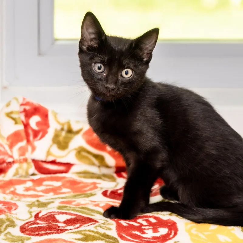 A baby small-sized male Domestic Short Hair cat named Inky for adoption in Victor, NY