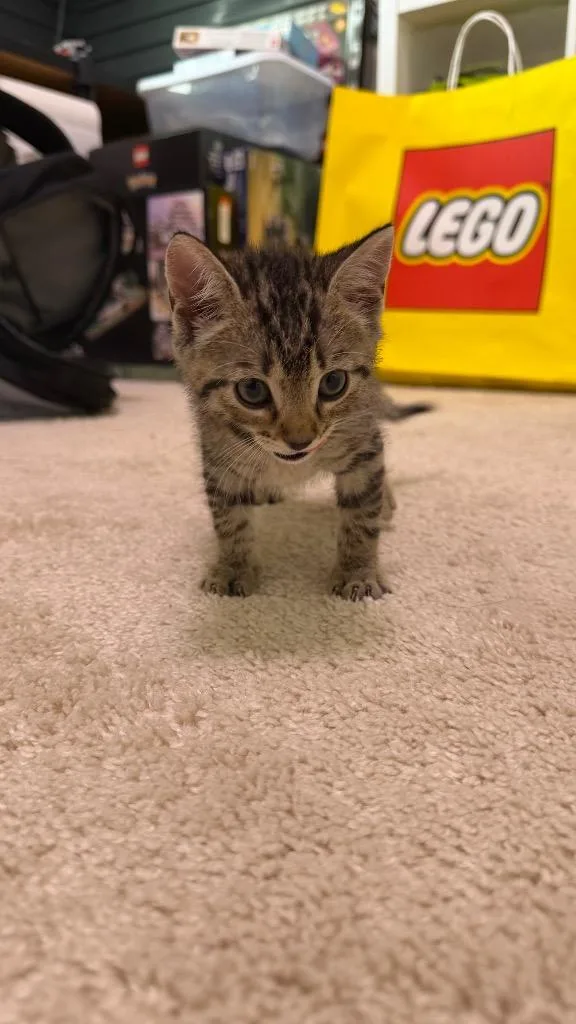 A baby medium-sized male Domestic Short Hair cat named Tiger for adoption in San Antonio, TX
