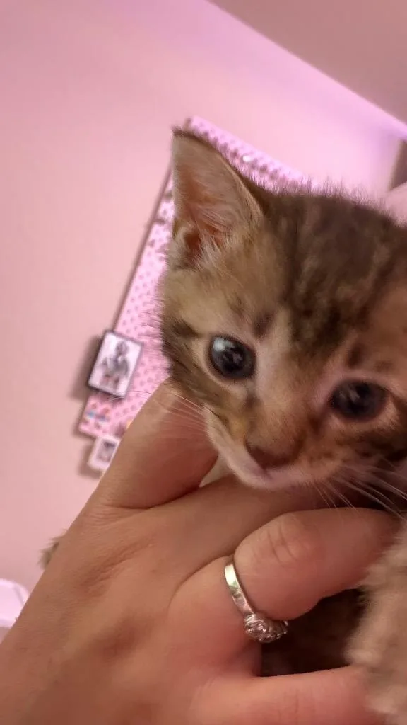 Tiger thumbnail 4