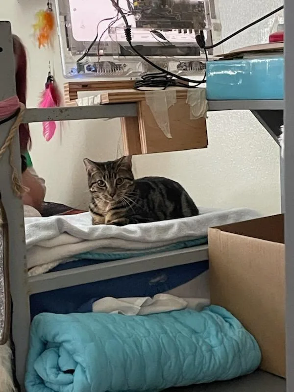 A young medium-sized female Domestic Short Hair cat named Lisa for adoption in Rochester, WA