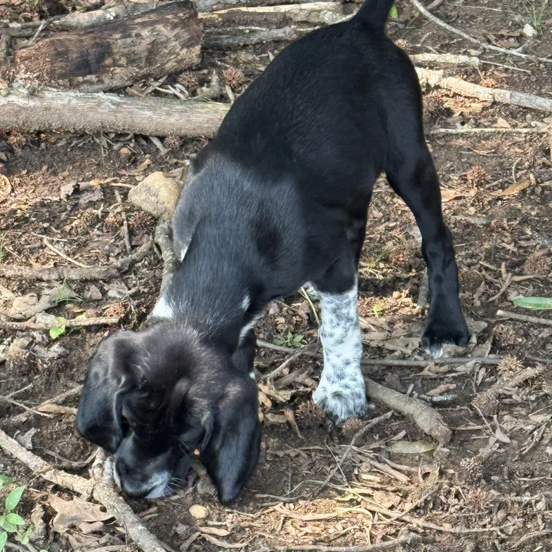 A baby medium-sized female Black German Shorthaired Pointer dog named Dixie for adoption in Fredericksburg, VA