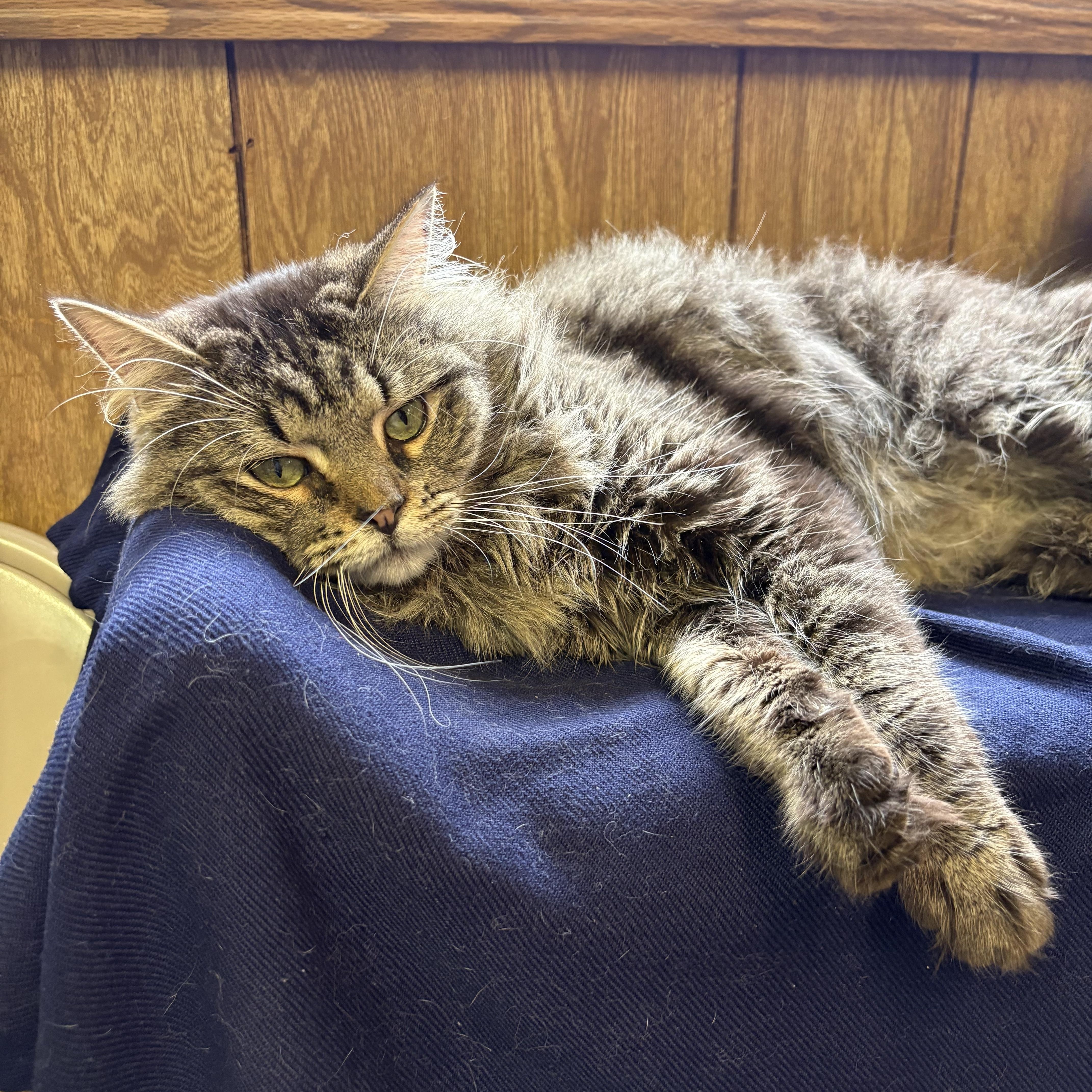 An adult medium-sized male Tabby cat named Damien for adoption in Linden, NJ
