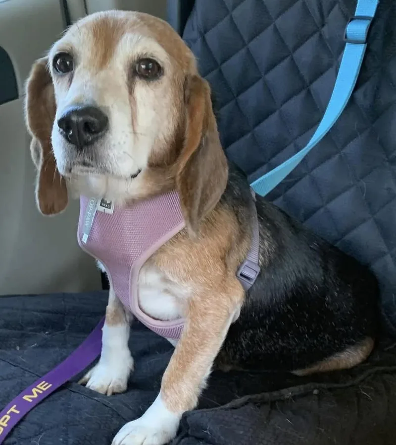 Mona The Sweetest Beagle thumbnail 2