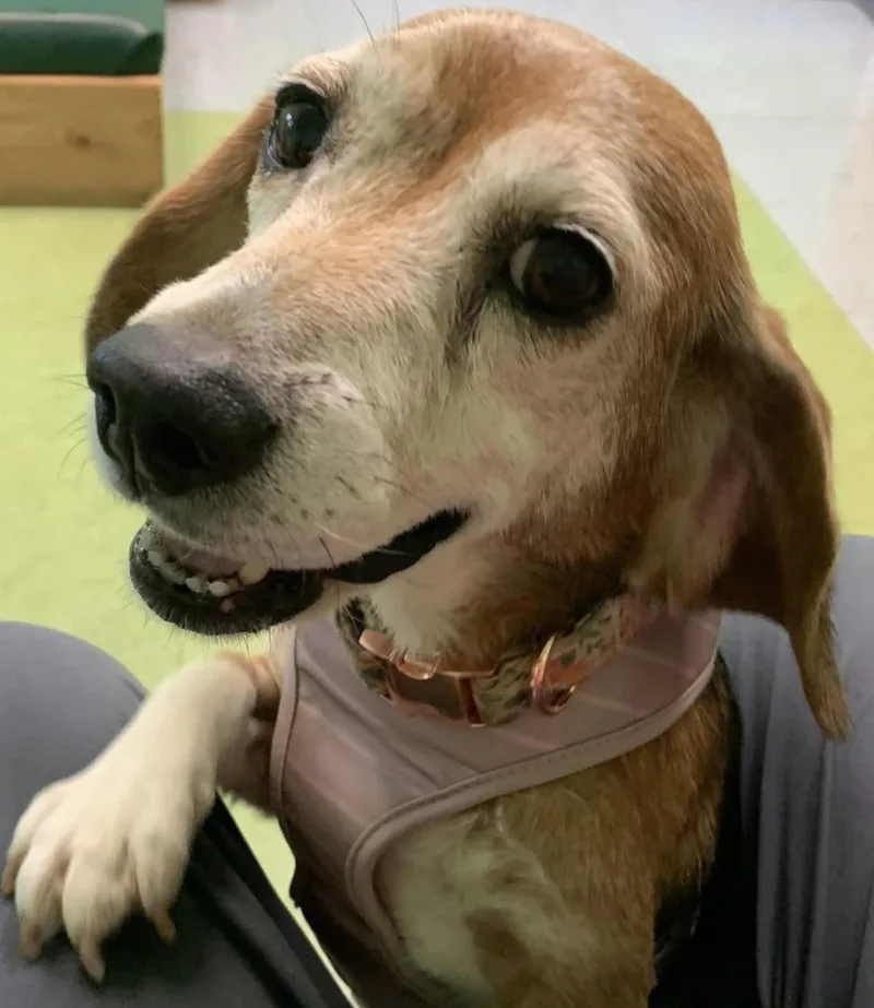 Mona The Sweetest Beagle thumbnail 4