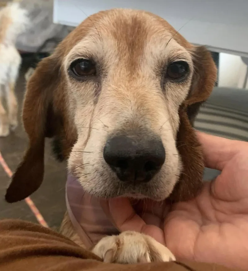 Mona The Sweetest Beagle thumbnail 5