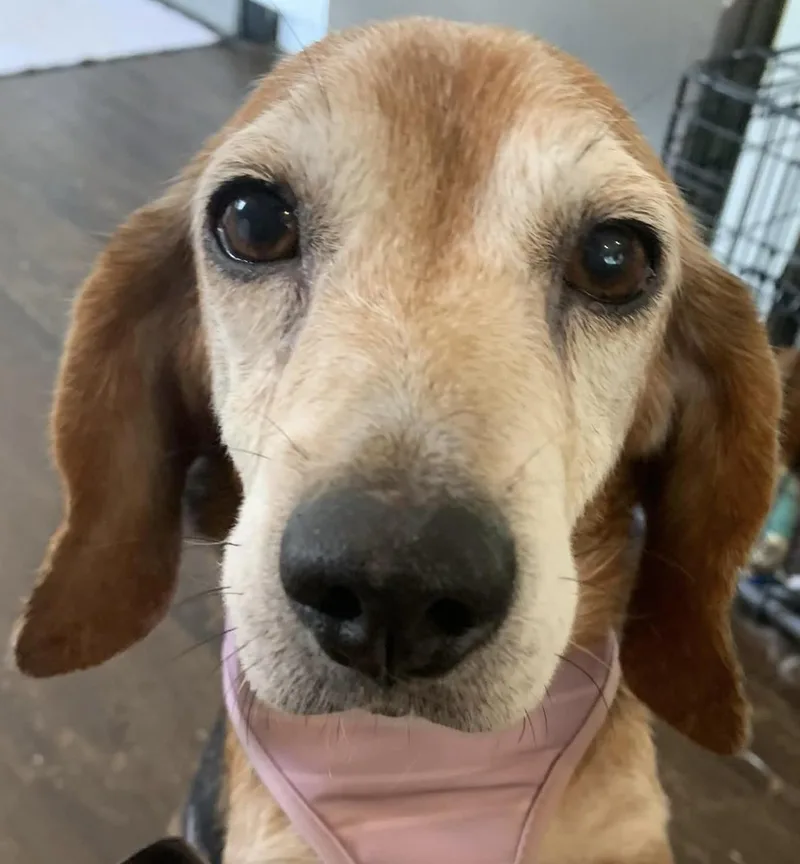 Mona The Sweetest Beagle thumbnail 6