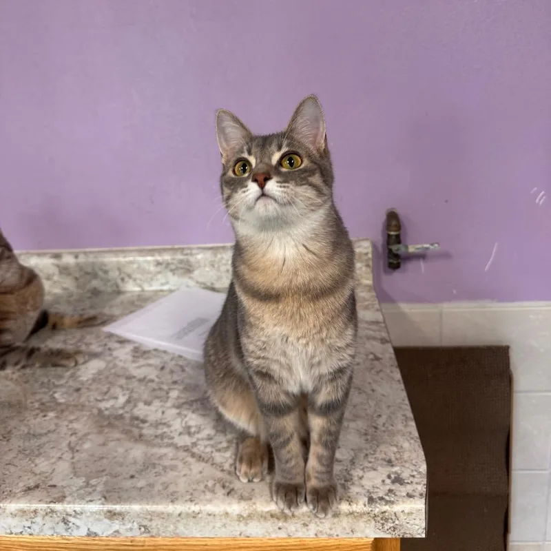 A young small-sized female Gray / Blue / Silver Domestic Short Hair cat named Liza for adoption in Mondovi, WI