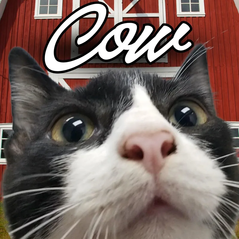 A young small-sized male Black & White / Tuxedo Domestic Short Hair cat named Cow for adoption in Aransas Pass, TX
