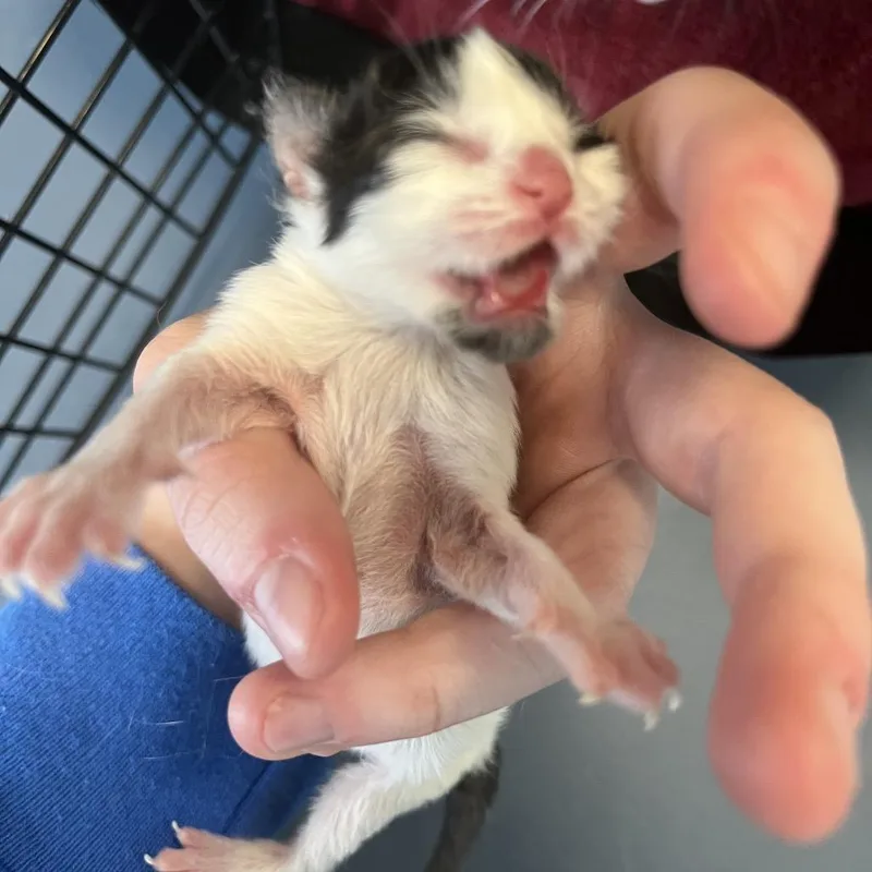 A baby small-sized male Black Domestic Short Hair cat named Plinky for adoption in Greensboro, NC