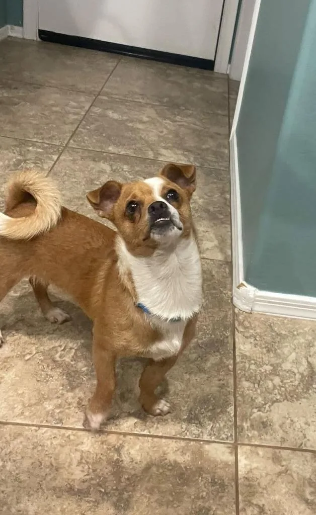 A young small-sized male Chihuahua dog named Taz for adoption in Mesa, AZ