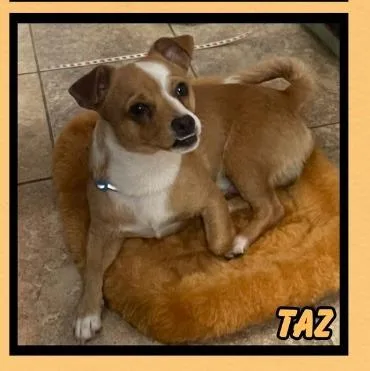 Taz thumbnail 2