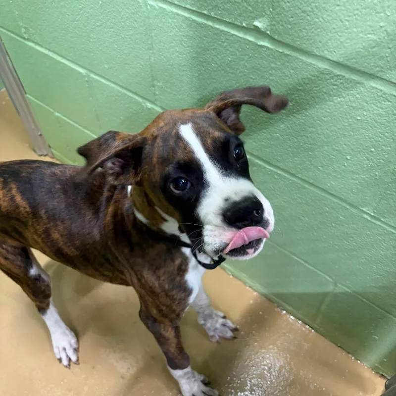 A young medium-sized male Boxer dog named Max for adoption in Portland, TX