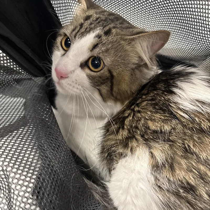 A young large-sized male Domestic Medium Hair cat named Sunny for adoption in Henderson, NV