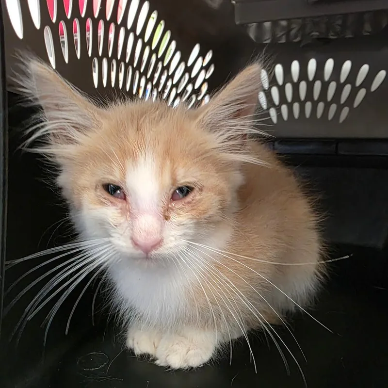 A baby small-sized male Domestic Medium Hair cat named Adam for adoption in Watertown, NY