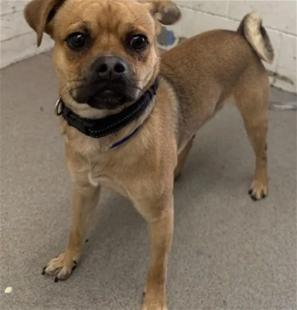 A young small-sized male Pug dog named Charlie for adoption in San Bernardino, CA