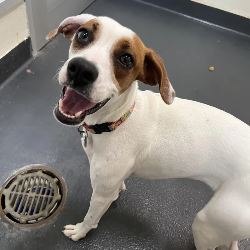 A young medium-sized female White / Cream Mixed Breed dog named Dee Dee for adoption in Ithaca, NY