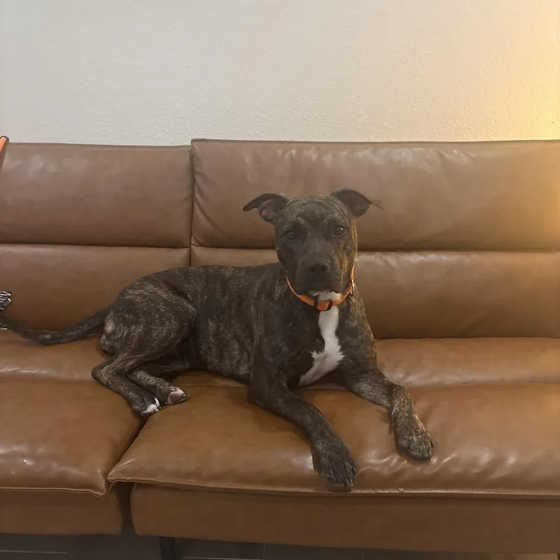 A young small-sized female American Staffordshire Terrier dog named Daisy for adoption in San Diego, CA